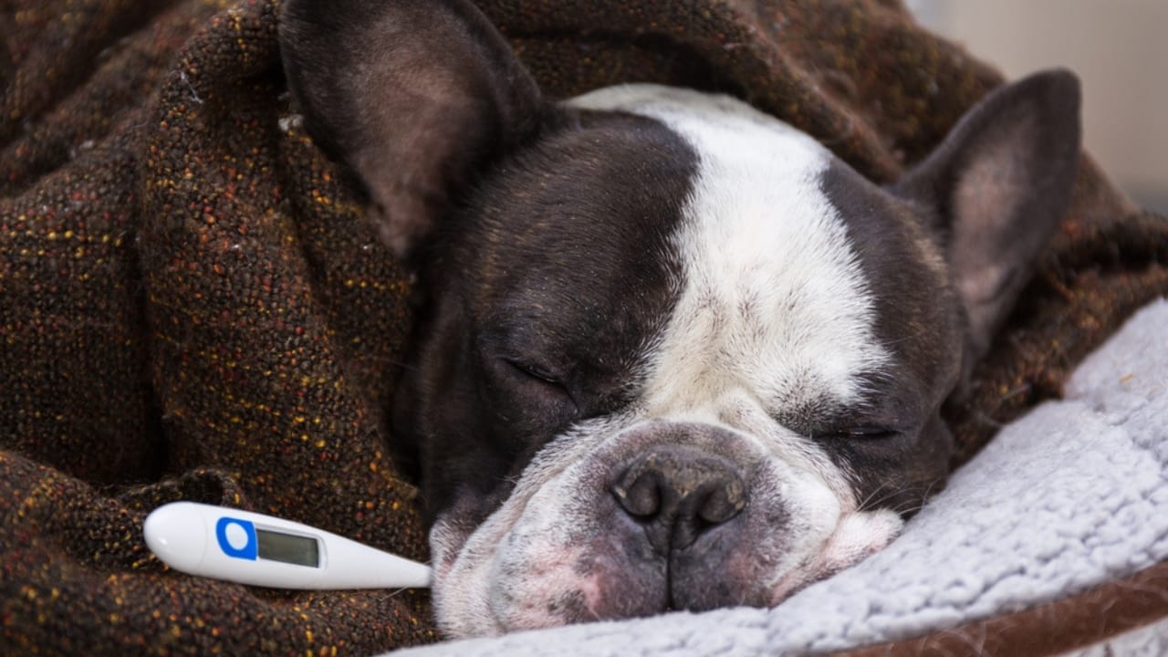 Bird Flu Can Infect Cats: What This Means for Cat Owners - dog with fever dp387317618