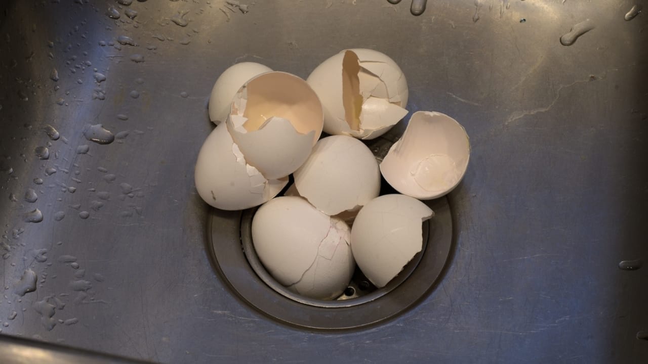 10 Common Kitchen Scraps You Can Safely Feed to Wild Birds