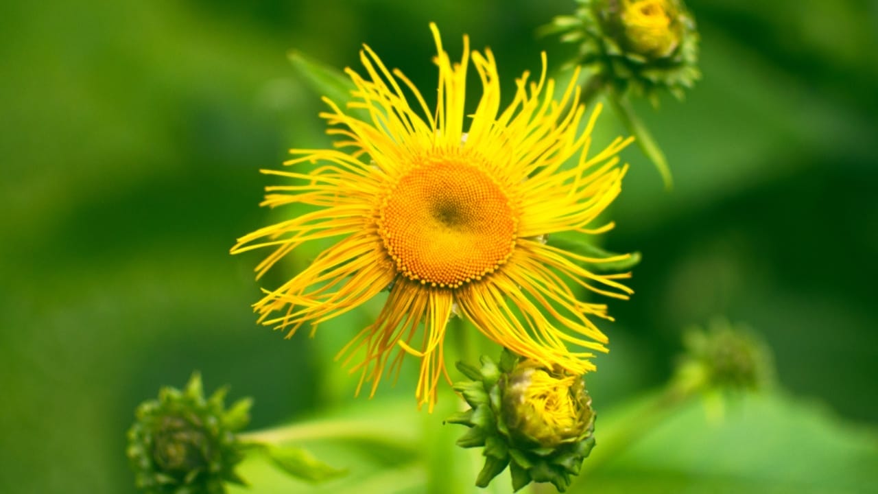 15 Tall Perennials to Elevate Your Garden Design - elecampane ss1020561013