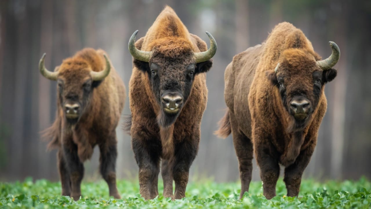 After 10,000 Years, Wild Bison Return Thanks to Restoration Efforts - europian bison ss1603954957