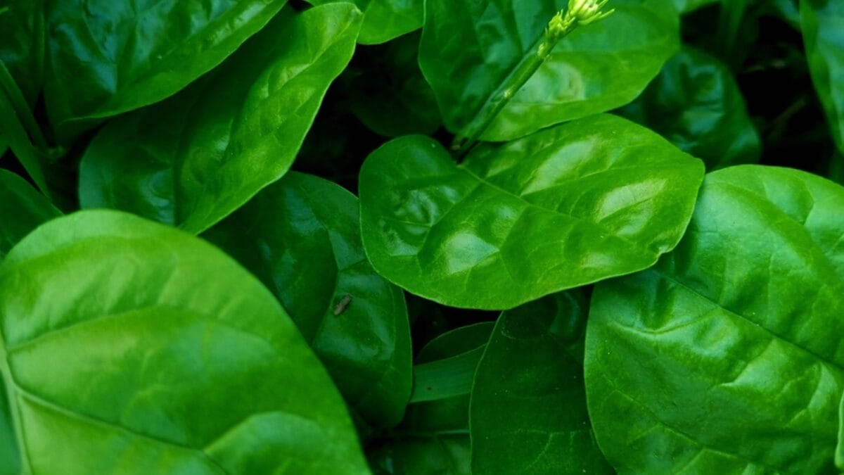 8 Reasons Why Gardeners are Obsessed with Star Jasmine & You Will Be Too - evergreen foliage ss2478068849