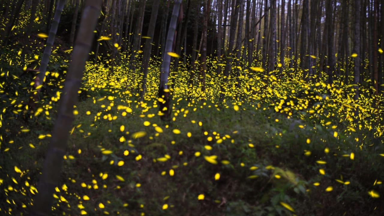 Fading Lights: The Plight of North America's Fireflies - fireflies ss1932408632