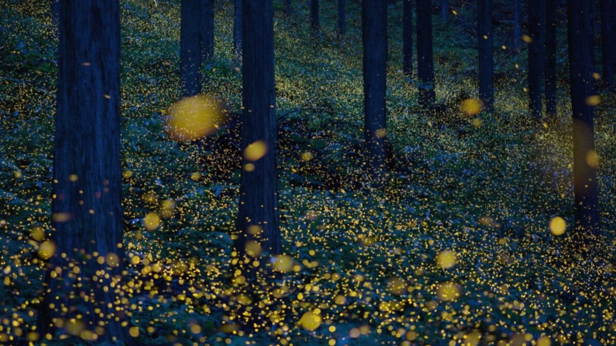 Fading Lights: The Plight of North America's Fireflies - fireflies trees ss1271100655
