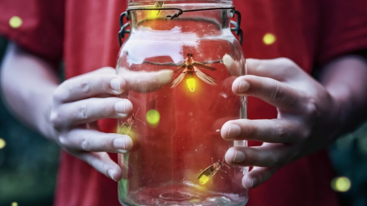 Fading Lights: The Plight of North America's Fireflies - firefly in jar ss2467219691