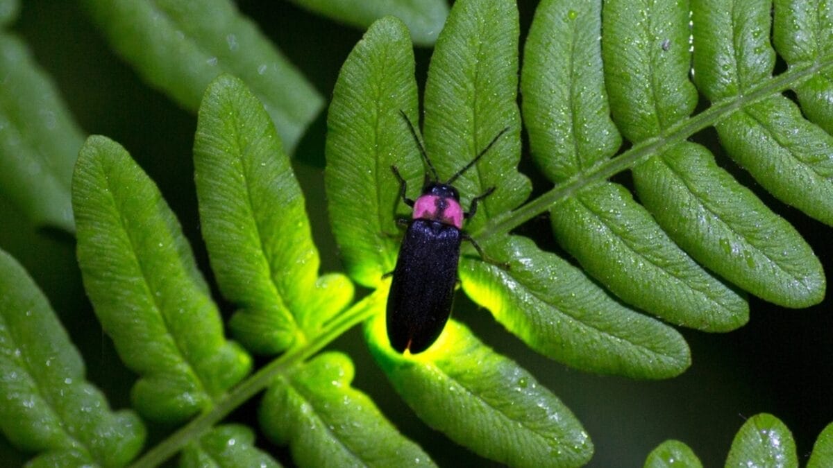 Fading Lights: The Plight of North America's Fireflies - firefly in leaf ss2160542569