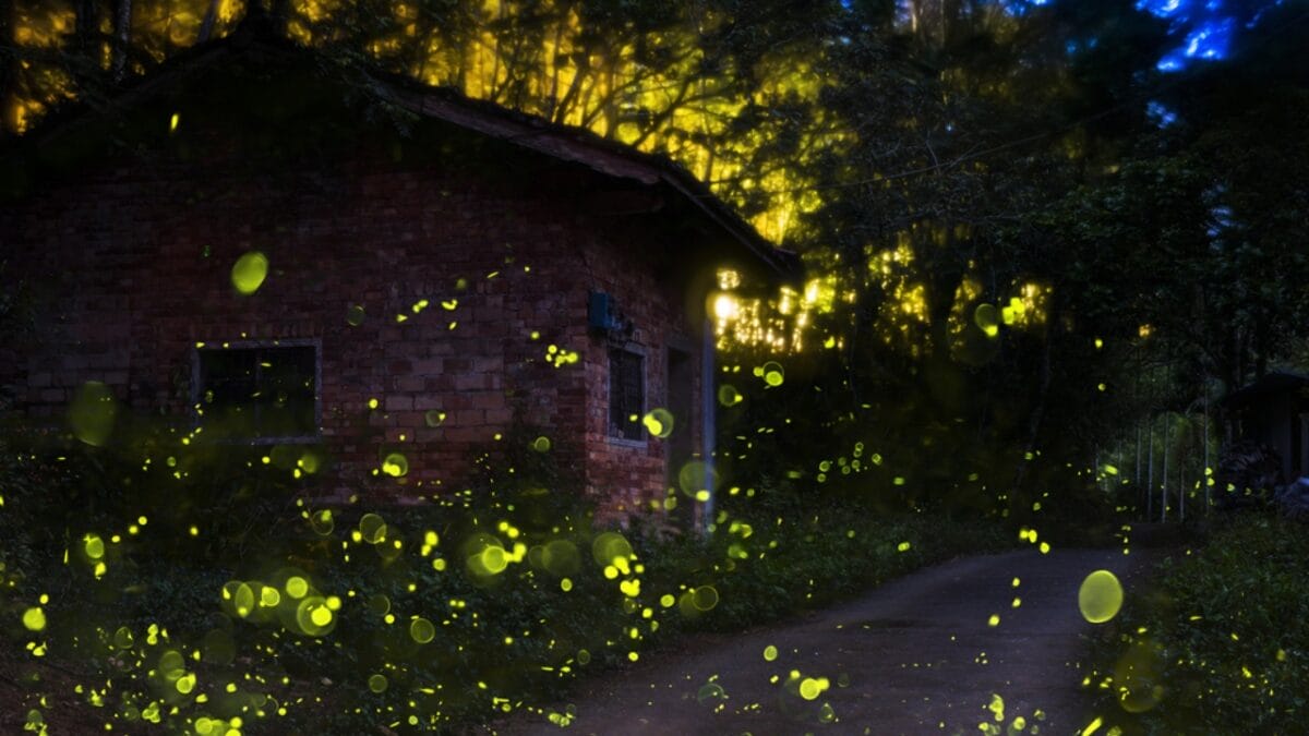 Fading Lights: The Plight of North America's Fireflies - firefly with house ss279284309
