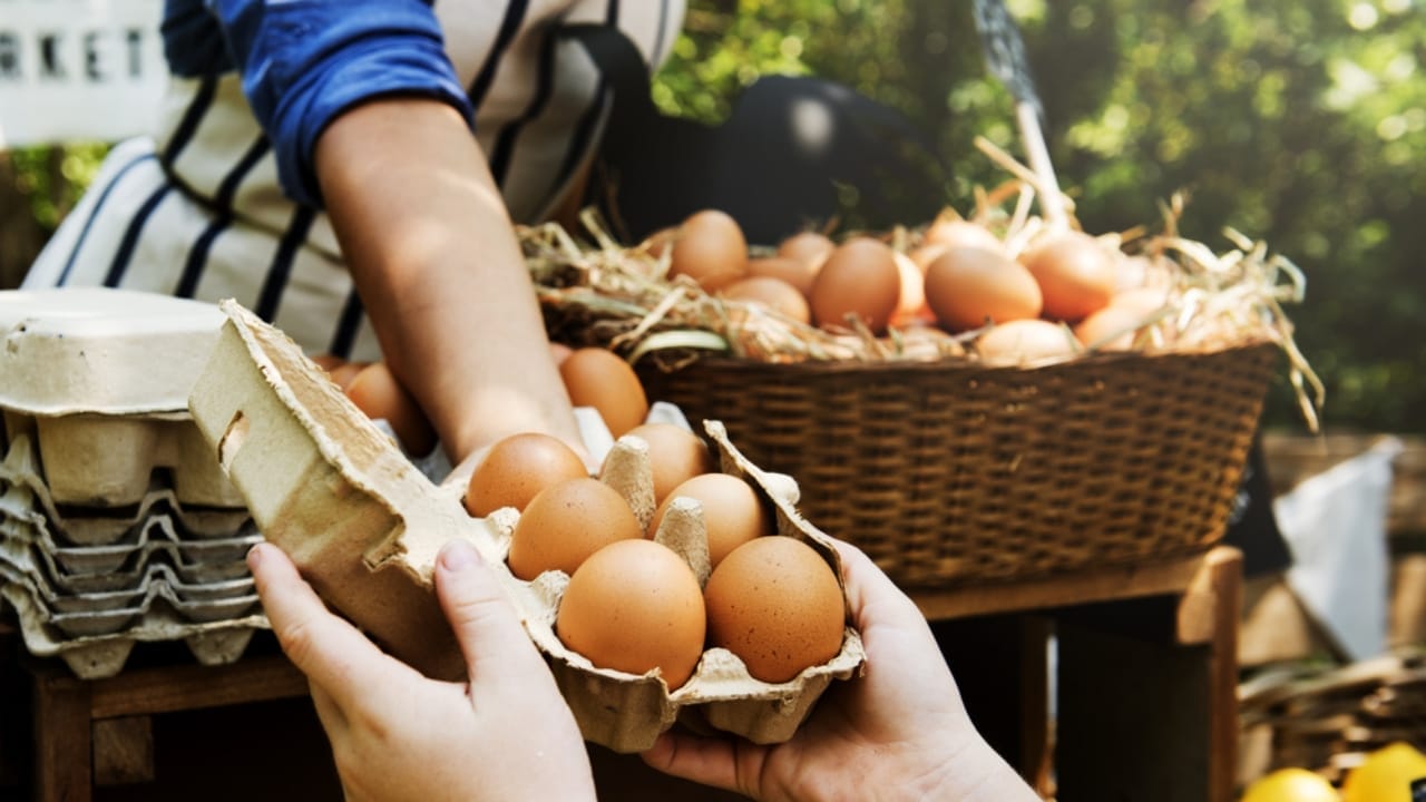 15 Profitable Homestead Side Hustles to Earn an Extra $1,000 Monthly - fresh chicken eggs ss608678075