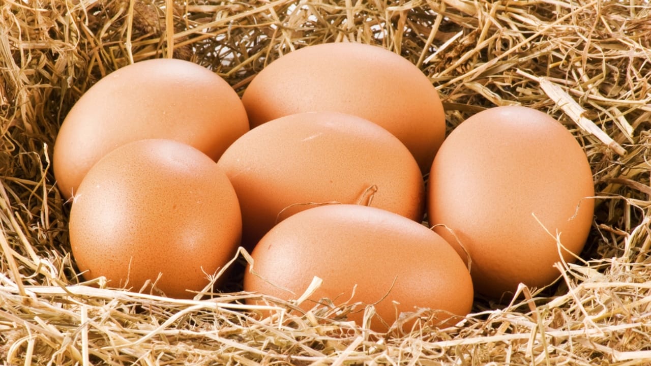 15 Profitable Homestead Side Hustles to Earn an Extra $1,000 Monthly - fresh farm egg dp4572149