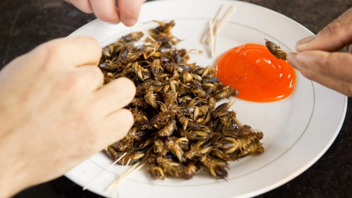 Edible Insects are Gaining Buzz: 7 Things You Should Know - fried crickets dp9982486