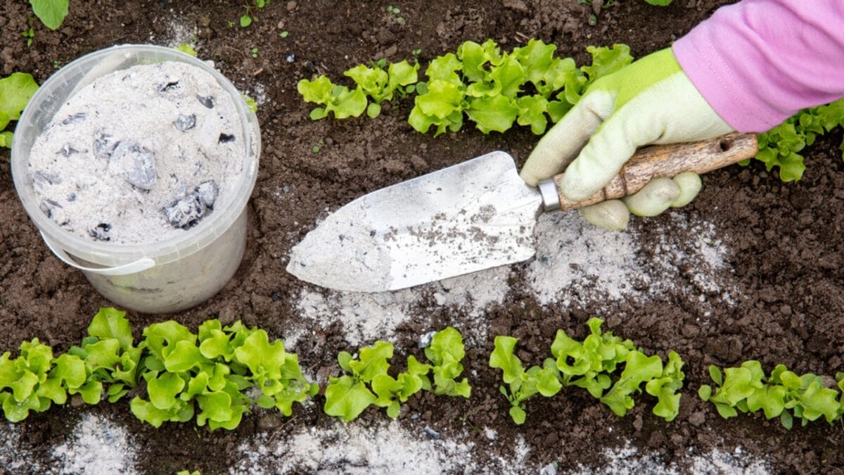Seed Saving 101: Preserving Biodiversity & Self-Sufficiency - gardener dp469112934