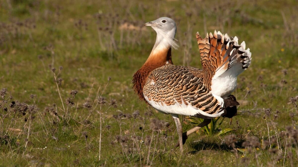 The World's Heavyweight Champion of Flying Birds, Weighing as Much as 4-Gallons of Paint - great bustard dp224675886