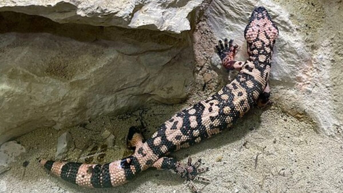 The Only Venomous Lizard in the U.S. Could Help Treat Diabetes - habitat wc