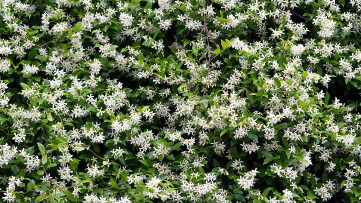 8 Reasons Why Gardeners are Obsessed with Star Jasmine & You Will Be Too - heavenly fragrance ss2266886633