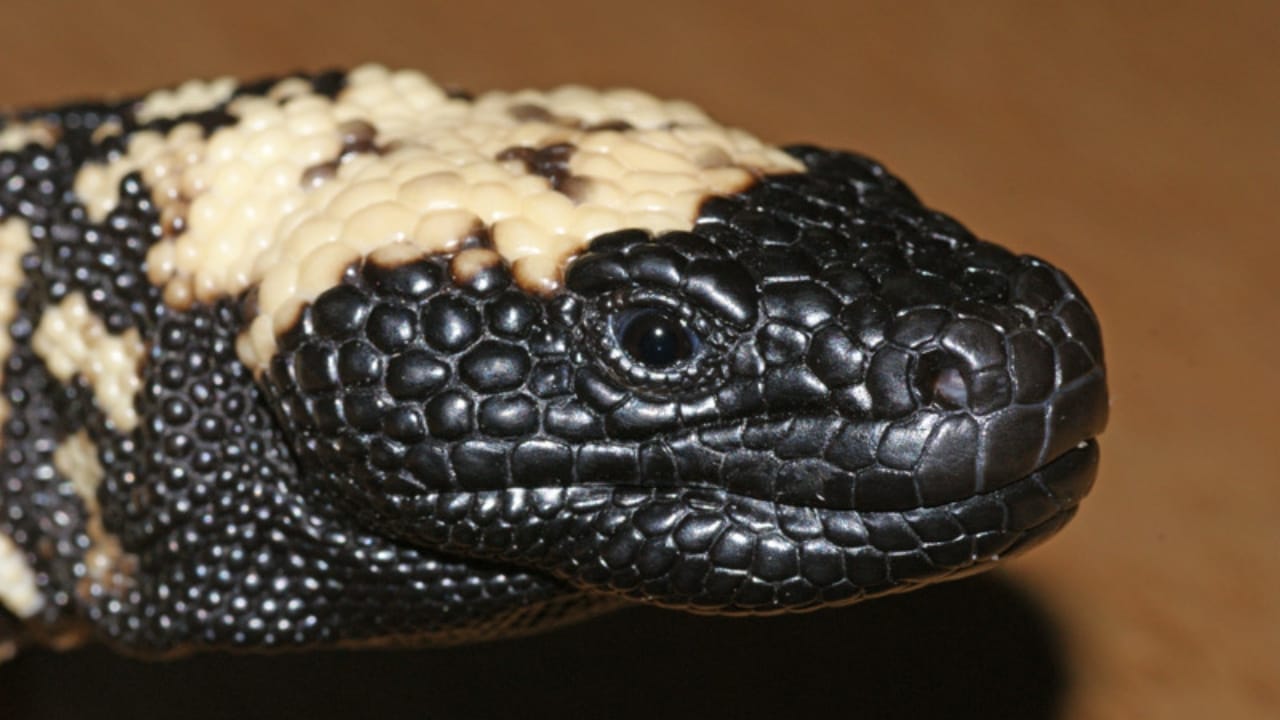 The Only Venomous Lizard in the U.S. Could Help Treat Diabetes - heloderma snake wc