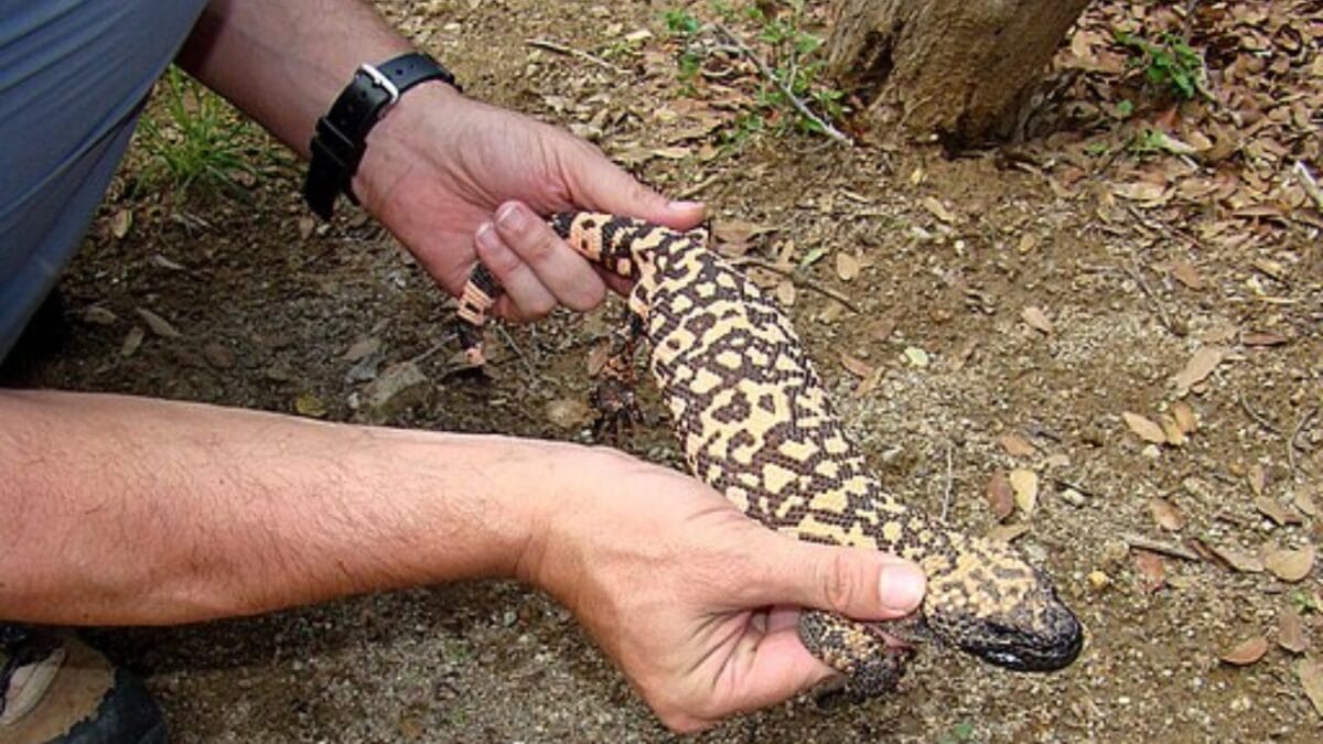 The Only Venomous Lizard in the U.S. Could Help Treat Diabetes - holding snake wc