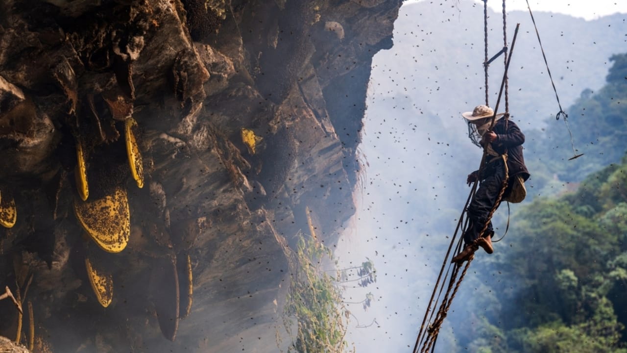 The Hallucinogenic Honey That's Banned Around the World - honey in nepal ss2285186121
