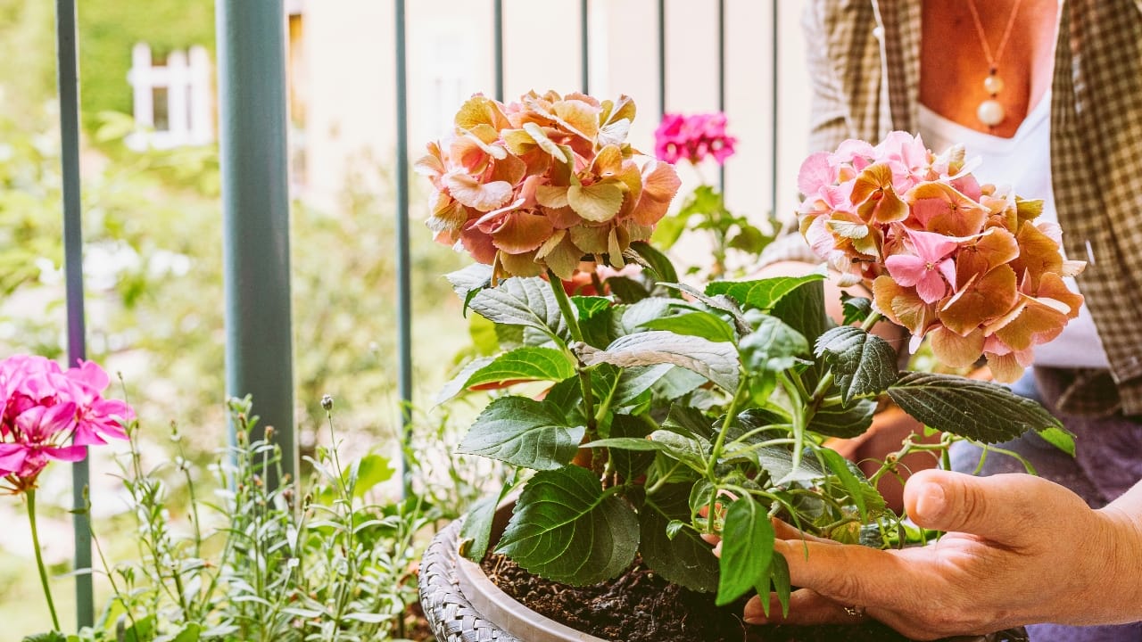 Bring Your Hydrangeas Back to Life with These Easy, Simple Tips - hydrangea dying woman ss2331652805