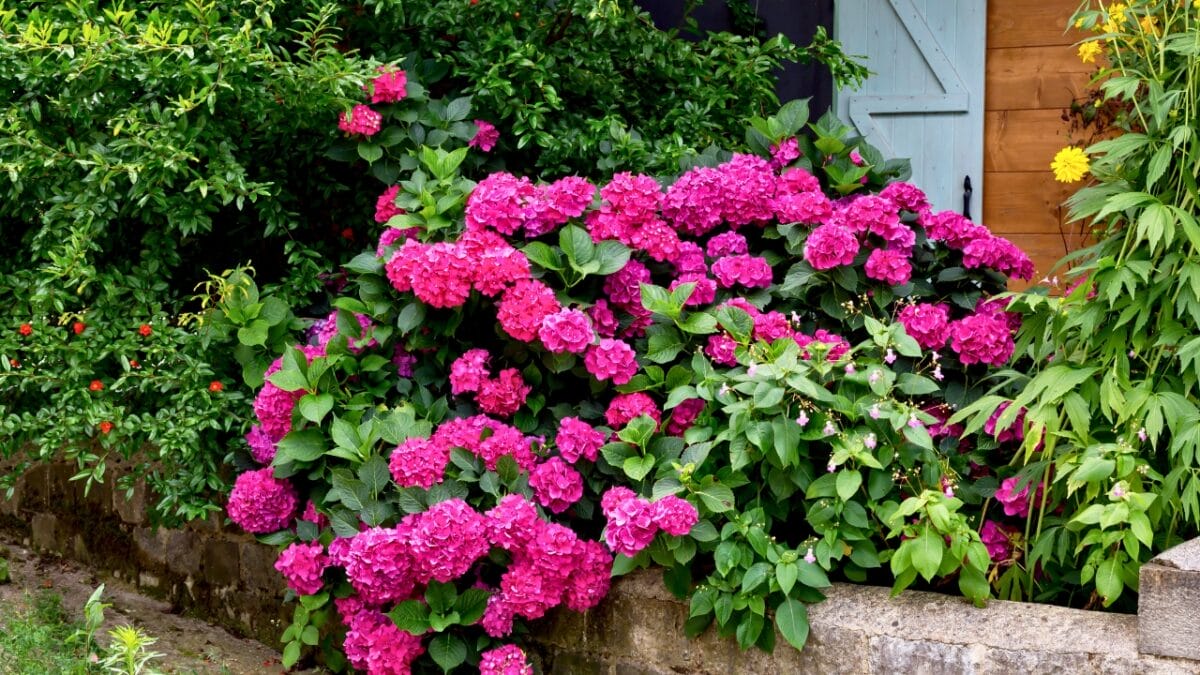Bring Your Hydrangeas Back to Life with These Easy, Simple Tips - hydrangea flowers dp210477380