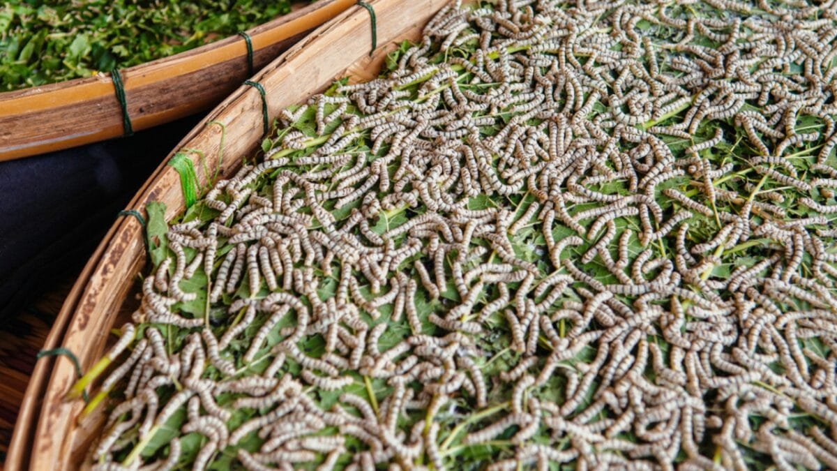 Edible Insects are Gaining Buzz: 7 Things You Should Know - insect farming ss1717150576