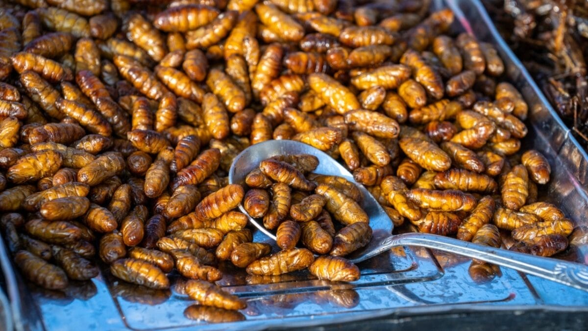 Edible Insects are Gaining Buzz: 7 Things You Should Know - insects dp377501068
