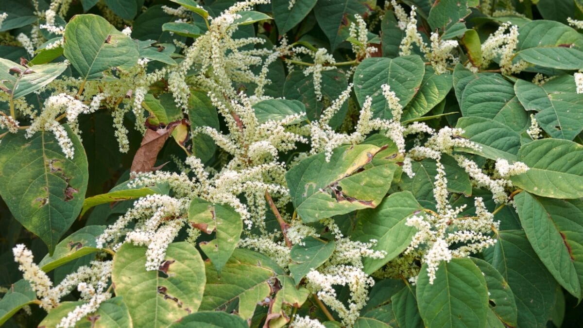 12 Invasive Plants You Must Remove ASAP from Your Yard - knotweed ss1874256457