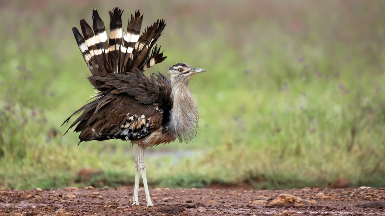 The World's Heavyweight Champion of Flying Birds, Weighing as Much as 4-Gallons of Paint - kori bustard ss430728478
