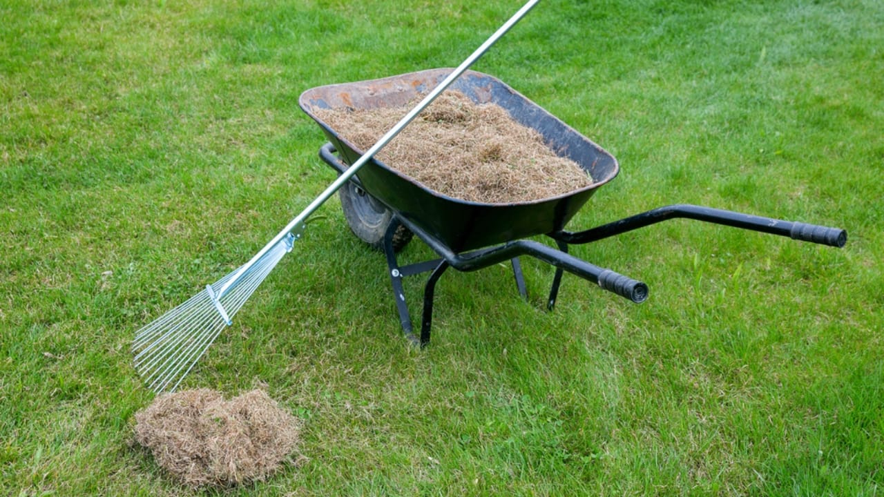 How to Get Rid of Grubs Naturally: 11 Proven Methods