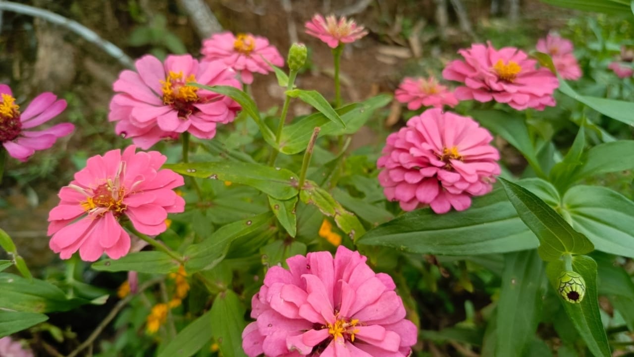10 Reasons Why You Should Plant Midnight Oil Pink Sunflowers in Your Garden - little pink sunflower ss2407402279