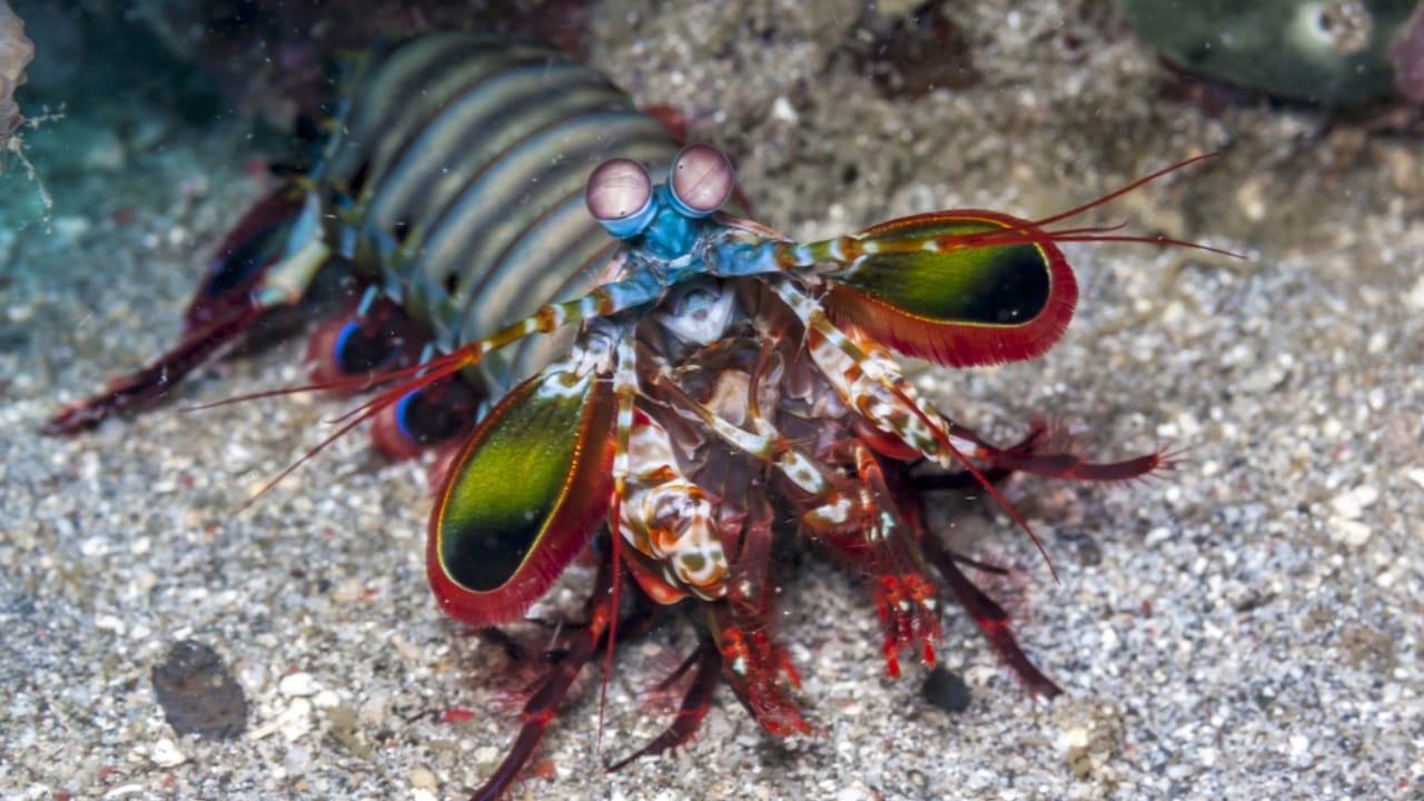Meet the Mantis Shrimp, a Deadly Stunner with a Punch Faster Than a .22-Caliber Bullet - mantis shrimp dp223549488