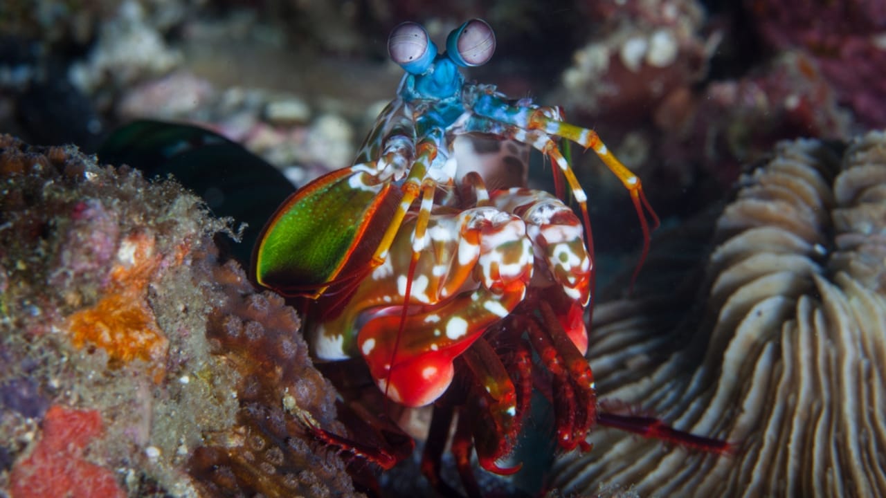 Meet the Mantis Shrimp, a Deadly Stunner with a Punch Faster Than a .22-Caliber Bullet - mantis shrimp dp364024648