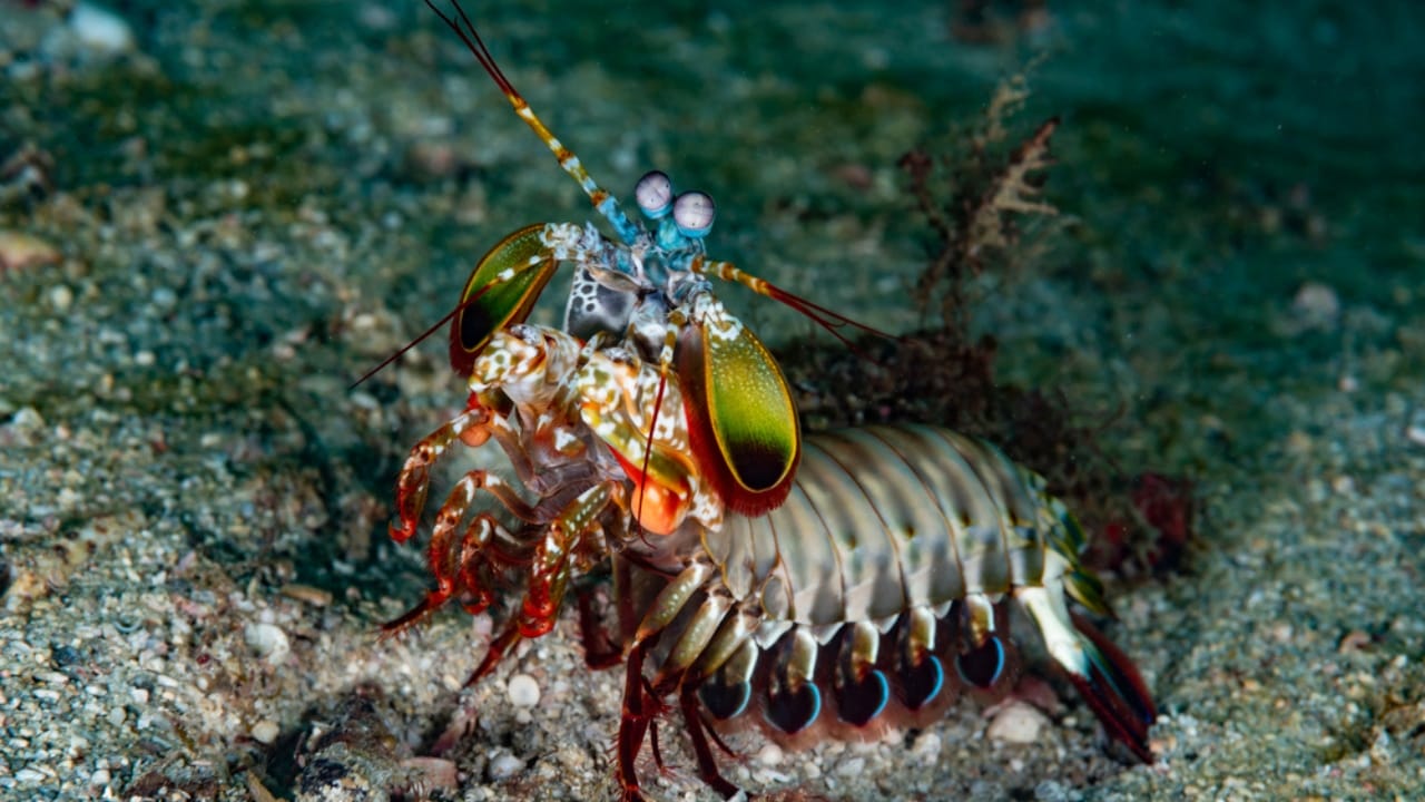Meet the Mantis Shrimp, a Deadly Stunner with a Punch Faster Than a .22-Caliber Bullet - mantis shrimp dp459173834