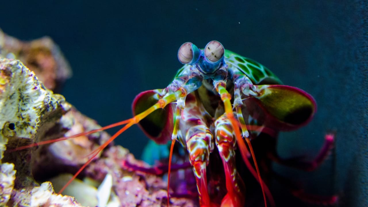 Meet the Mantis Shrimp, a Deadly Stunner with a Punch Faster Than a .22-Caliber Bullet - mantis shrimp ss1026350851
