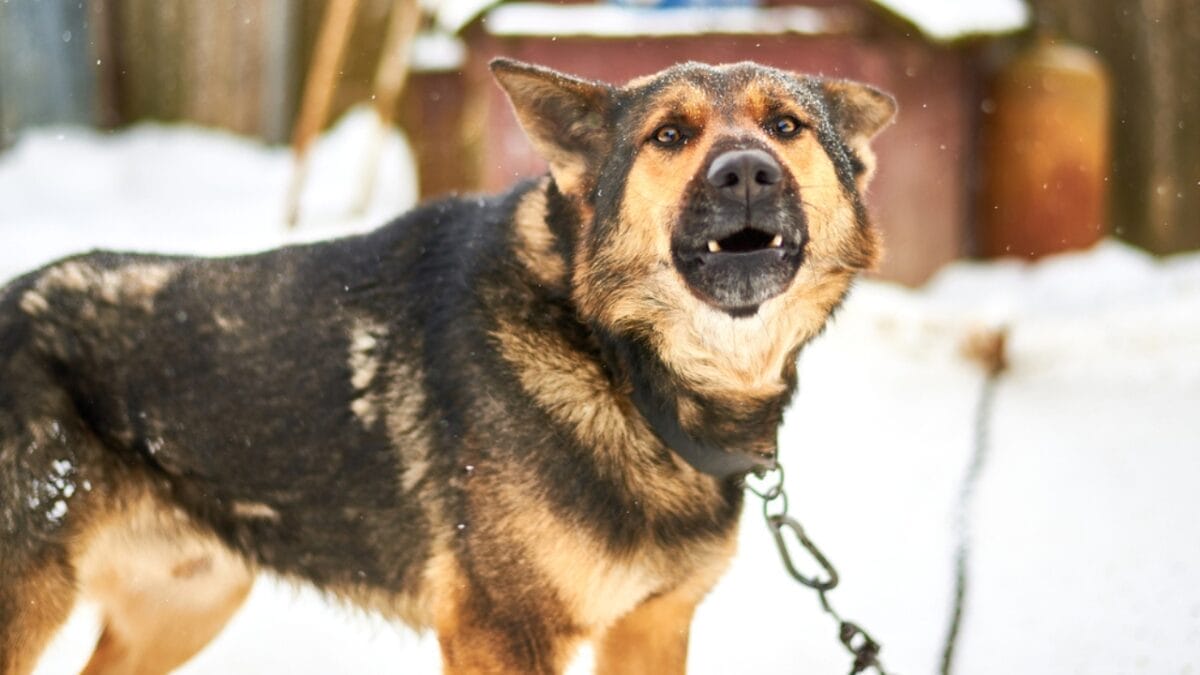 15 Common Reasons Dogs Bark & How to Address Each One - medical issue barking ss1642062700