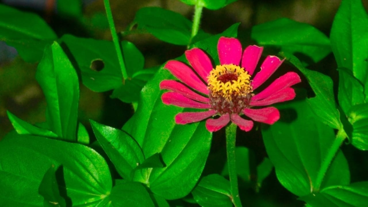 10 Reasons Why You Should Plant Midnight Oil Pink Sunflowers in Your Garden - midnight pink sunflower ss1769678216