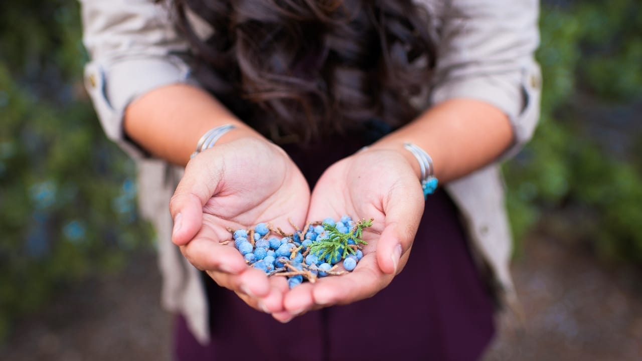10 Native American Herbs & Spices to Enhance Your Garden & Kitchen - native american juniper ss2427114585