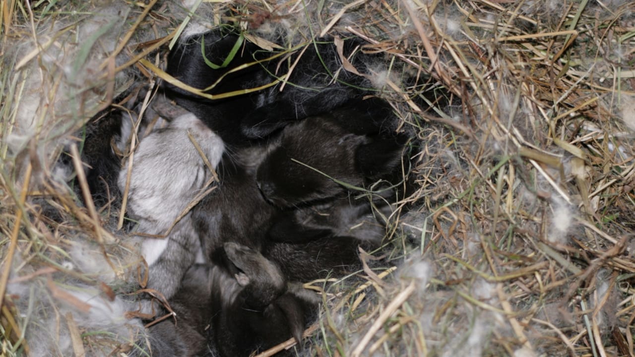 Empty Rabbit Nest Think Twice Before Mowing Over Dead Grass Patches— Here's Why