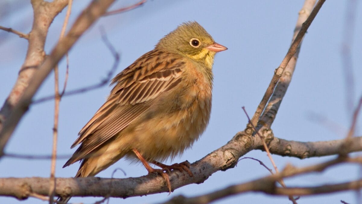 8 Birds We Used to Eat, But are Now Protected - ortolan bunting dp18559257