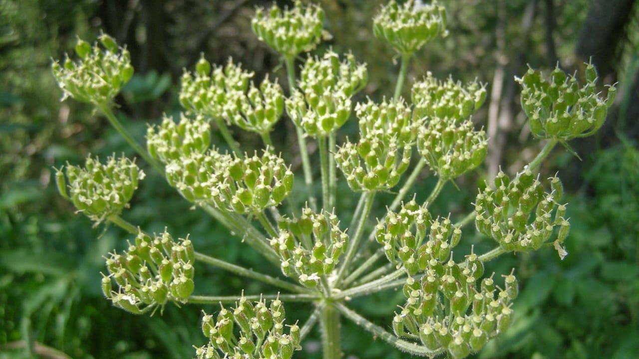 10 Native American Herbs & Spices to Enhance Your Garden & Kitchen - osha root ss346582361