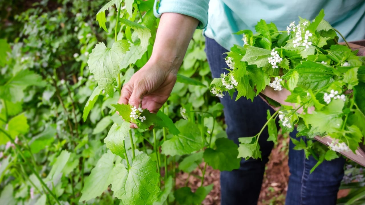 12 Invasive Plants You Must Remove ASAP from Your Yard - petiolata herb ss422937787