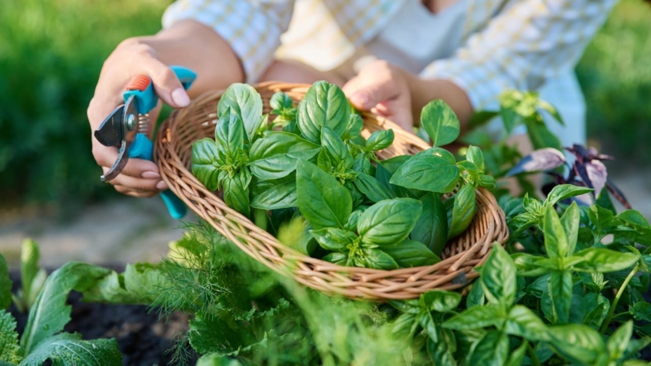 How to Cut Basil for an Abundant Harvest All Season Long - picking basil leaves ss2193679433