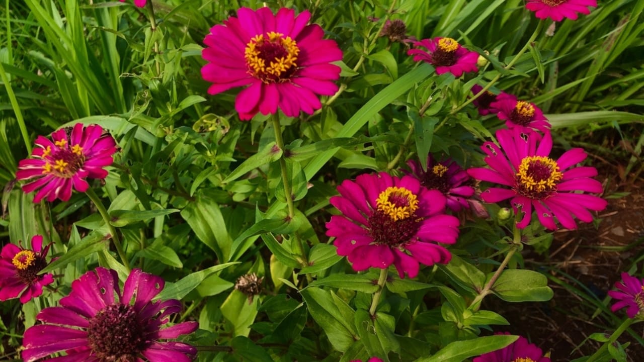10 Reasons Why You Should Plant Midnight Oil Pink Sunflowers in Your Garden - pink sunflower garden ss2443776165