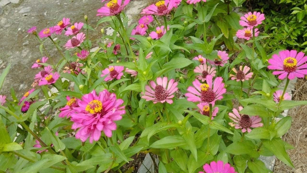 10 Reasons Why You Should Plant Midnight Oil Pink Sunflowers in Your Garden - pink sunflower in garden ss2449745123