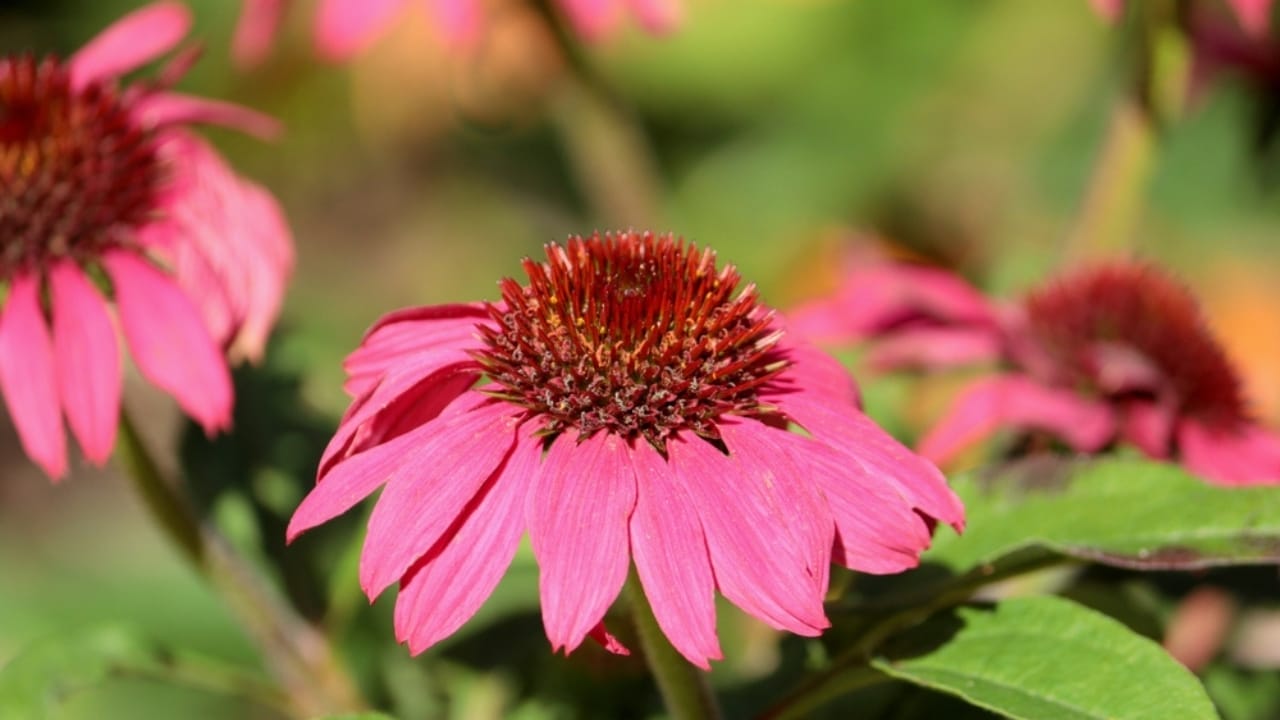10 Reasons Why You Should Plant Midnight Oil Pink Sunflowers in Your Garden - pink sunflower plant ss2478911775