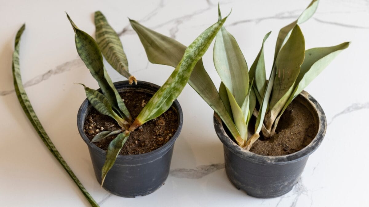 10 Savvy Ways to Grow Your Garden for Free - plant rescue dp552505136