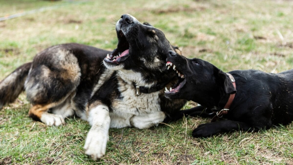 15 Common Reasons Dogs Bark & How to Address Each One - play barking ss1689367348