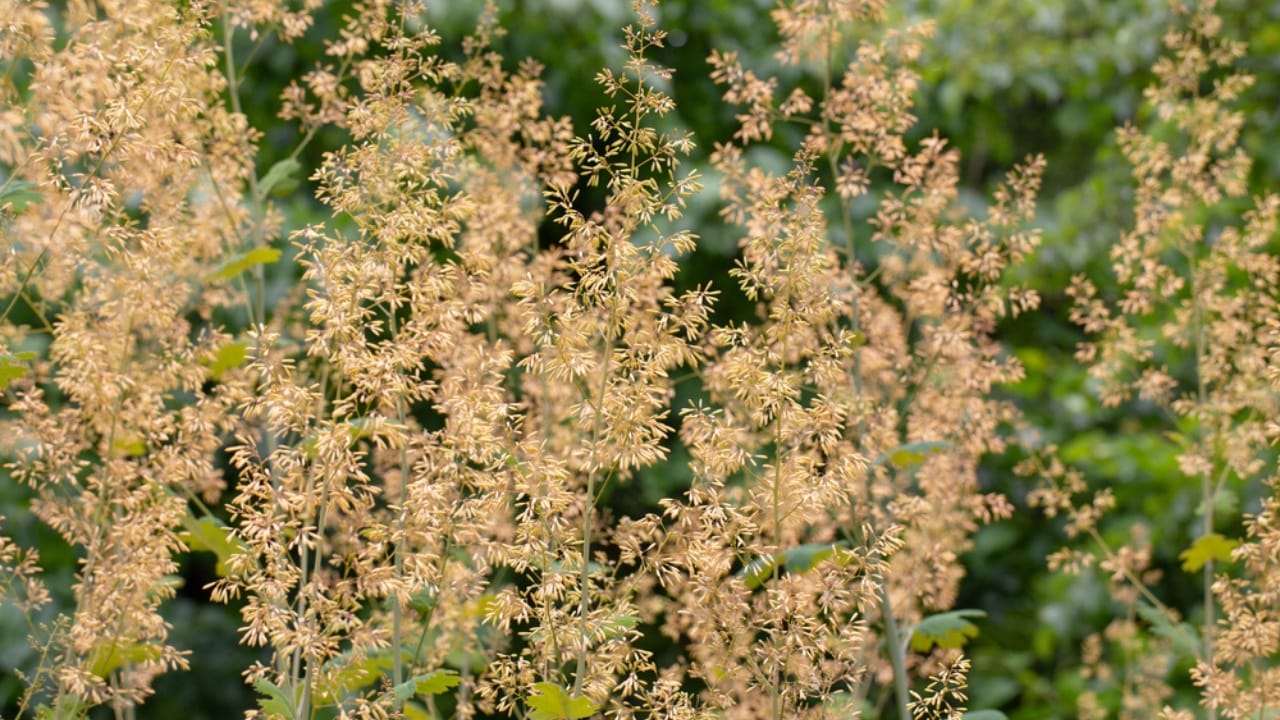 15 Tall Perennials to Elevate Your Garden Design - plume poppy ss1794399862