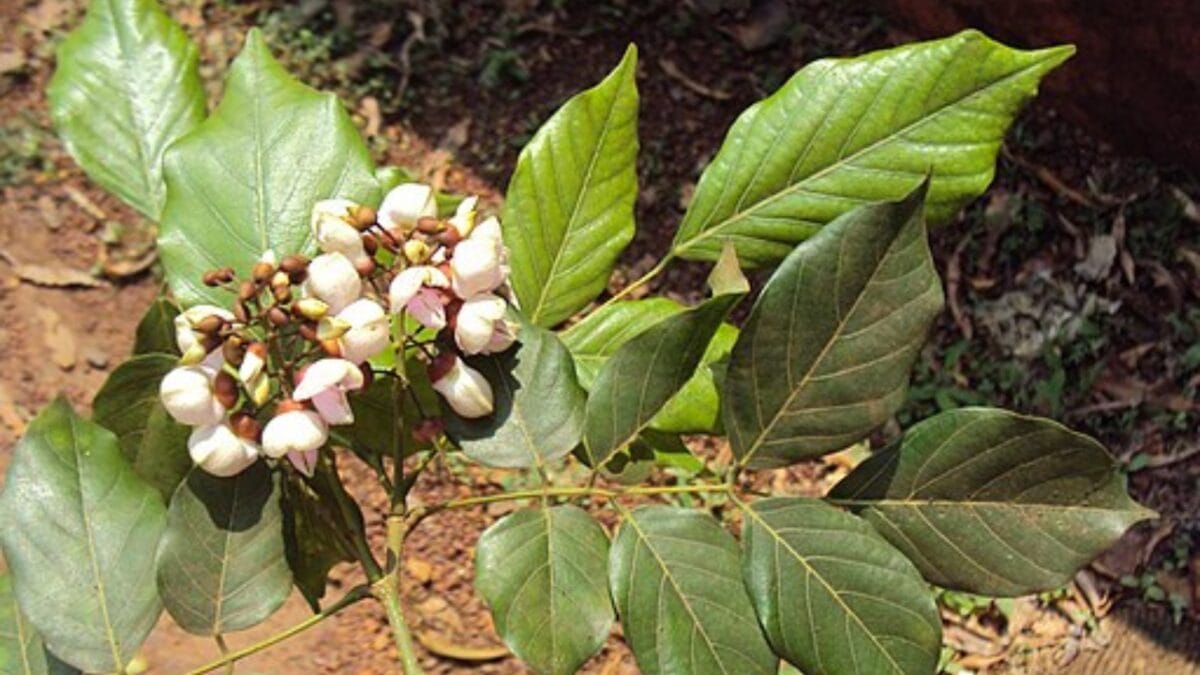 Florida's Shift from Citrus to Sustainable Indian Trees - pongamia flower wc