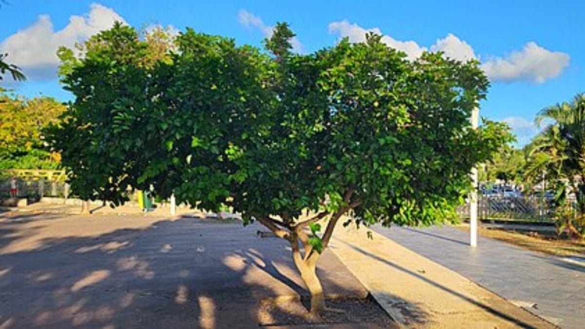 Florida's Shift from Citrus to Sustainable Indian Trees - pongamia pinnata tree wc