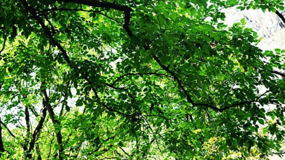 Florida's Shift from Citrus to Sustainable Indian Trees - pongamia tree wc