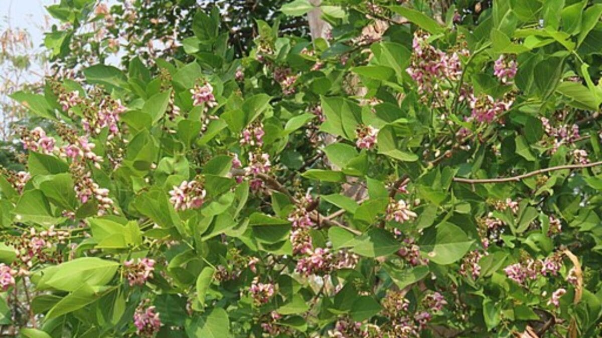 Florida's Shift from Citrus to Sustainable Indian Trees - pongamia with flowers wc